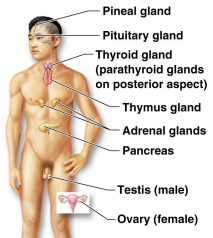 - Thyroid, adrenal gland and pancreas.


> Secretes regulatory hormones:

>> Growth

>> Reproduction

>> Metabolism