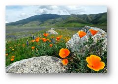 plants that complete there life cycle within one year (wildflowers)