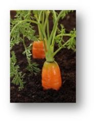 plants that complete their life cycle in two years (carrots)