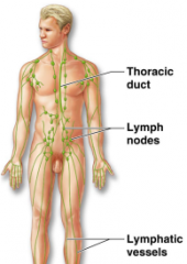 - Lymph nodes, spleen, thymus and tonsils


> Returns fluids to blood vessels

> Cleanses the blood

> Involved in immunity


 


>> The spleen is located external to the stomach on the left side.