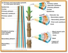 located along length of roots and stems (2º growth = width/girth by vascular & cork cambium)