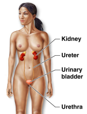 - kidney , urinary bladder.


> Eliminates nitrogenous wastes


> Maintains acid-base balance of blood


> Regulates water and electrolytes