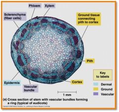 vascular tissue scattered in rings (xylem – larger, phloem – smaller)
