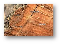 – produces a tough, thick outer covering (bark – all tissues external to the vascular cambium)