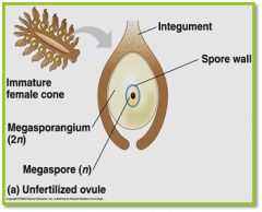megasporangium, megaspore, and integuments; where eggs are produces