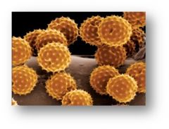 pollen: mature microspores which carry the male gametophyte