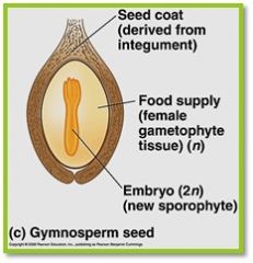 embryo, along with food supply, packaged within a protective coat derived from the integuments