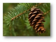 - Plants whose seeds are not enclosed in ovaries (naked), not exposed on   
   modified leaves (needles), but located in cones
•	Examples:  conifers (firs, pines, redwoods