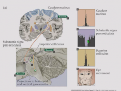 Active cortex -> active caudate nucleus (striatum). Inhibits substantia nigra pars reticularis output pathway, which disinhibits superior colliculus causing eye movements.
