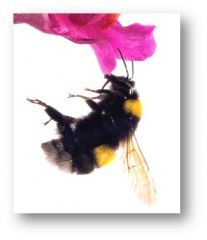 on the surface of pedals allows pollinators to get  a grip  increasing the effiiency of pollination

Even flowers that feel smoooth offer traction 


Ex: Helps Bees hang on to flowers