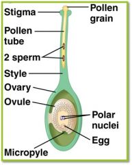 a pollen tube dsrows down the style,  to the ovary and penetrates the in the interguments, fertilizing the egg