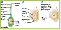 occurs when sperm fertilizes an egg forming the embryo, and another sperm fuses with the central cell forming the endoderm (embryo nutrition)
*Unique to angiosperms