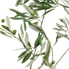 Olea europaea

Olive Branches