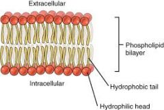 formed by two fatty acids "tail" and a glycerol "head" group
contain hydrophobic and hydrophilic regions, which allow them to function as barriers in cell membranes
Tail is hydrophobic region- hates water; head is hydrophilic region- tolerant of w...