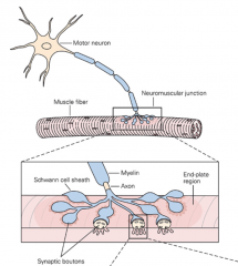 (6) Review: Nerve Muscle Synapse 
- Synaptic boutons 
- ACh