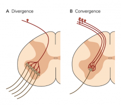 Divergence: Sensory receptor neurons 

Convergence: motor neurons 