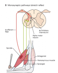 (6) Explain the tendon tap reflex