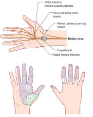 Median nerve at wrist