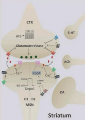 Controls corticostriatal plasticity
Glutamatergic input from cortex on D1 or D2 spiny neurons.
When dopamine binds to receptor on MSN, induces long-term depression of glutamate release from cortex presynaptic terminal.
