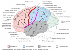 separated from parietal lobe by central sulcus & temporal by lateral fissure