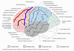 precentral sulcus (blue),
superior frontal sulcus (red), & 
inferior frontal sulcus (brown)