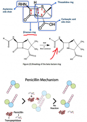 beta lactam antibiotic

Penicillin G(IV and IM) V(oral)

Mechanism:
D-Ala-D-Ala sructural analog
bind penicillin binding protein (transpeptidase)
-->block cross-linking of peptidioglykan in cell wall
--> activate autolytic enzymes

Clinical use:
...