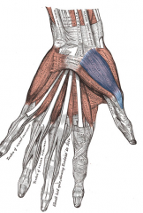 Abductor Pollicis Brevis Muscle