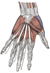Opponens Pollicis Muscle