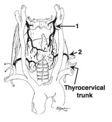 Two arteries:


1. Superior thyroid artery (first branch of the external carotid artery)


2. Inferior thyroid artery (branch of the thyrocervical trunk) (IMA artery rare)


 