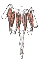 Doral Interossei Muscles