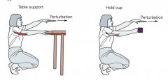 (6) Task Dependent Reflexes: How does the reflex response depend on the task? One task you are holding a table, the other you are holding a cup 