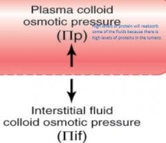 pi if

Promotes filtration by causing osmosis of fluid outward through membrane

Provided by interstitial fluid where proteins are found in it flowing out