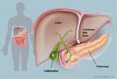 The gallbladder is a small pouch that sits just under the liver. The gallbladder stores bile produced by the liver. After meals, the gallbladder is empty and flat, like a deflated balloon. Before a meal, the gallbladder may be full of bile and abo...