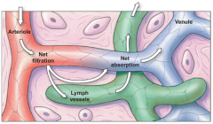 Walls that are
     anchored to surrounding connective tissue by fibers that hold thin-walled
     vessels open 

In tissues,
     they join one another to form larger lymphatic vessels that progressively
     increase in size 

These
     ...
