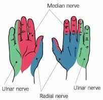 Image.  The names of the nerves of the hand are median, ulnar, and radial nerves.  


 


Please look at image for areas.