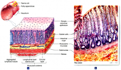 large intestine- mucosa