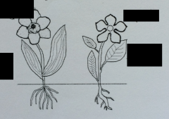 Is the plant on the left a monocot or eudicot?