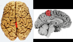 The _____________ contains both the primary motor (anterior) & primary sensory (posterior) functional areas in the frontal lobe.