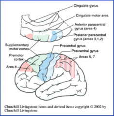 area 4

*precentral gyrus (frontal)

= major motor output register to spinal cord & brain