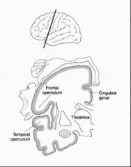 trunk, head, hand, & tongue = lateral & inferior

-tongue near lateral fissure

-legs in anterior paracentral gyrus
