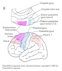 area 6

*front of precental gyrus (frontal) --> pink area ^

= planning of motor activities