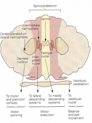1. V: The flocculondular lobe 
- receives input from vestibular nuclei (& neck proprio & visual input), and projects to it for postural control

2. S: Vermis and intermediate cerebellar hemisphere
- projects to/through spinal tracts 
- provides...