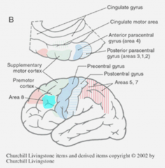 area 8

*anterior to premotor cortex (frontal)--> teal ^

= cortical (conscious) control of eye movements