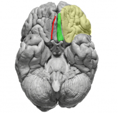 Identify the ventral structures of the frontal lobe