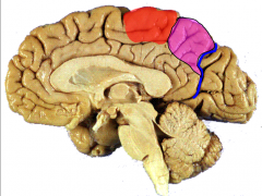 Identify the pink structure of the parietal lobe anterior to the parieto-occipital sulcus (blue) & posterior to paracentral lobule (red)
