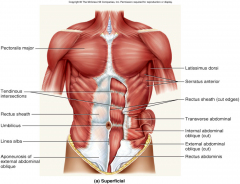 External abdominal
(human)