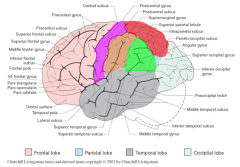 pink= primary somatosensory cortex
red= superior parietal lobule
orange= supramarginal gyrus
green= angular gyrus

(supramarginal gyrus + angular gyrus = inferior parietal lobule)