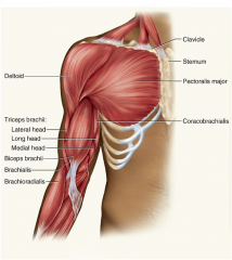 Triceps brachii
(human)
