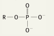 What is the functional group name for this structure?
What does it occur in?