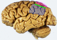 Identify structures of parietal lobe